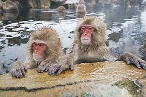 Jigokudani Yaen-koen A Japanese monkey in a hot spring